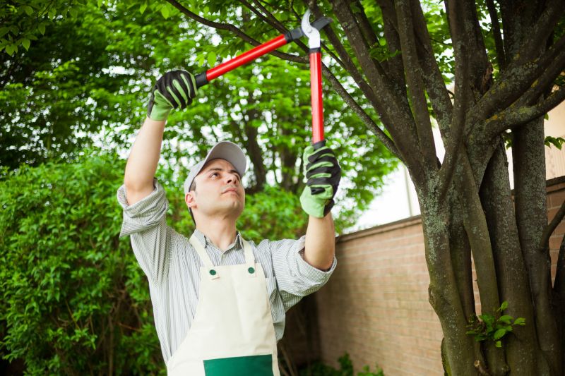Bradford Pear Tree Pruning in Allentown, PA
