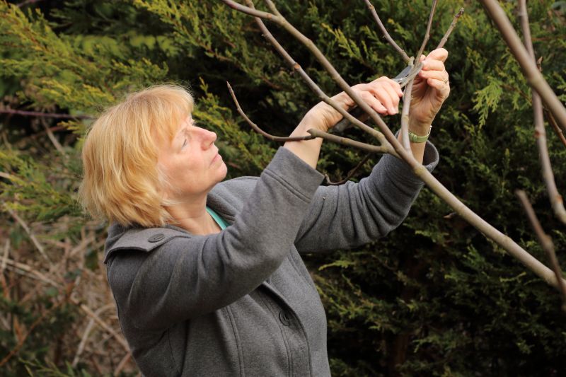 Bradford Pear Tree Pruning in Aiken, SC