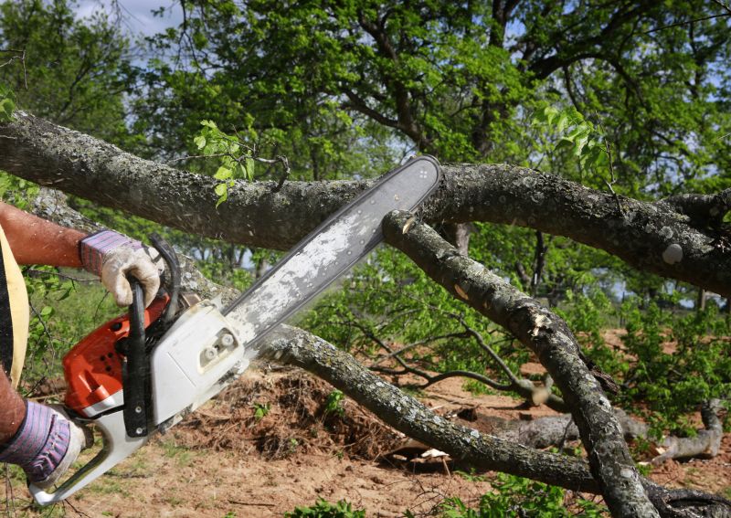 Cypress Tree Removal in San Jose, CA