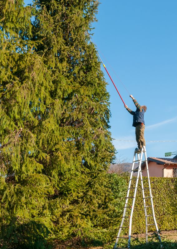 Small Tree Trimming